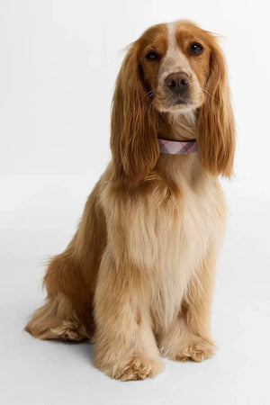 Barbour Köpek Tasması