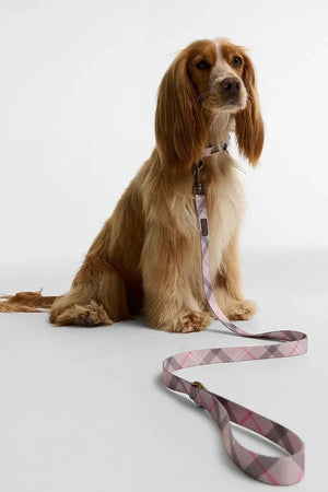 Barbour Köpek Tasması