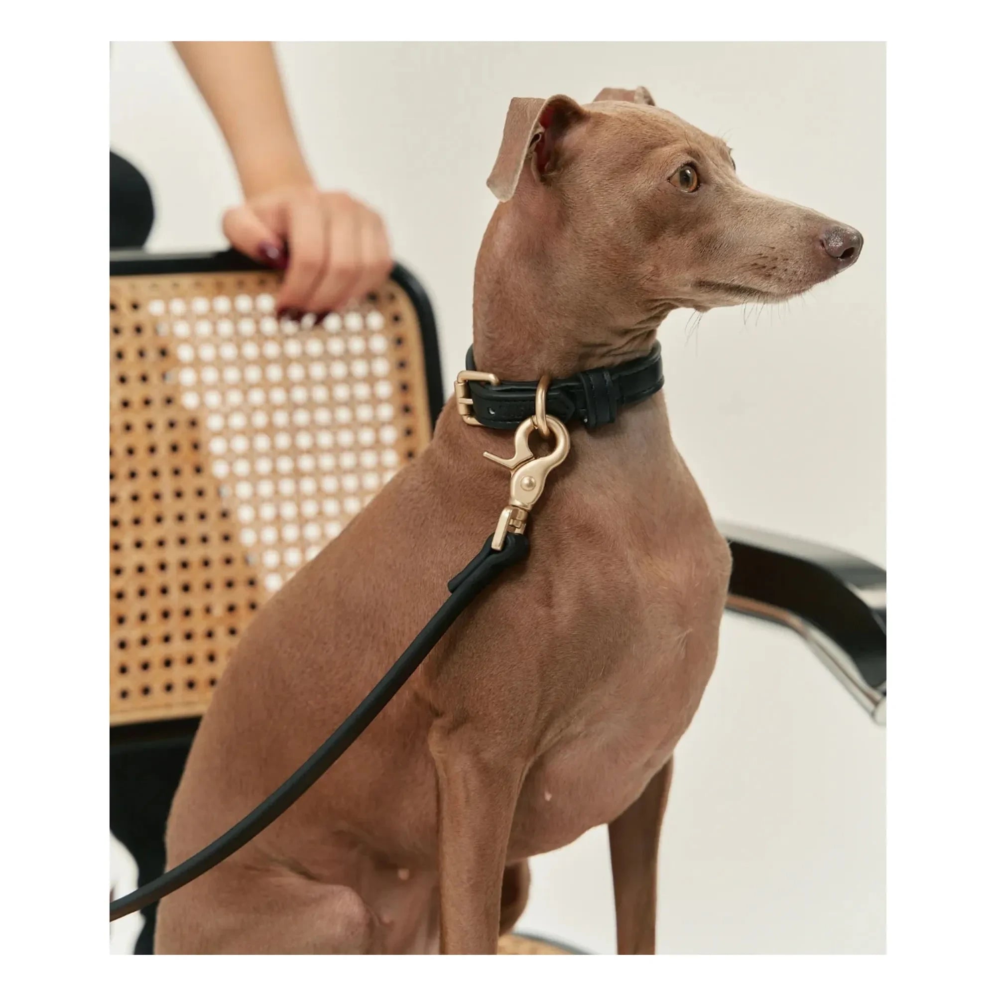 Cafide - Veganes Leder Hundehalsband | Schwarz