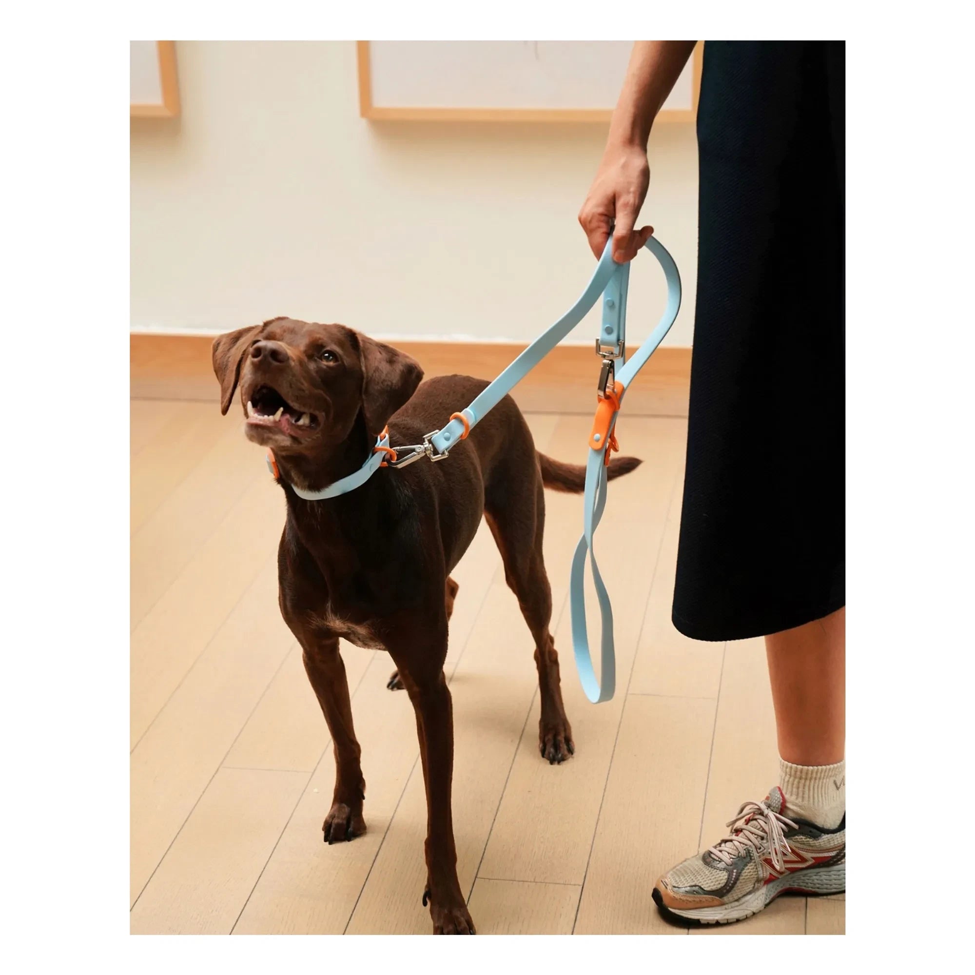 Approved by Fritz - Verstellbares Hundehalsband | Hellblau