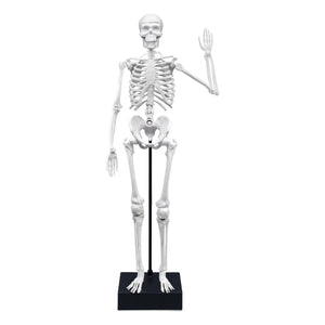 Buki - Skelett 45 cm