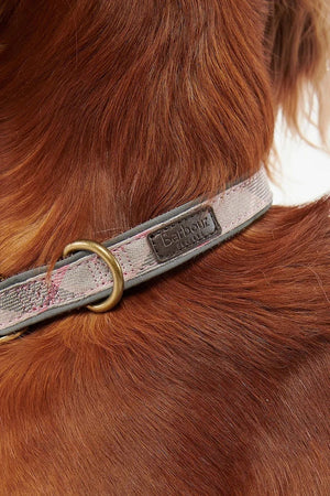 Barbour Köpek Tasması