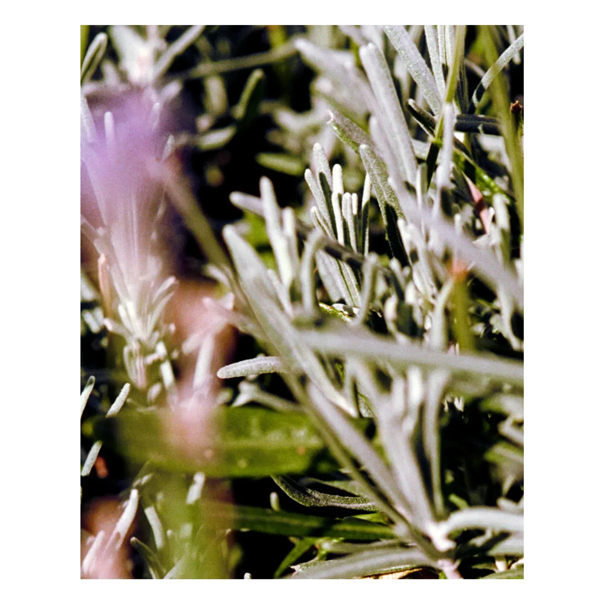 L:A BRUKET - Sage Rosemary Lavender Körpercreme 298 - 200 ml