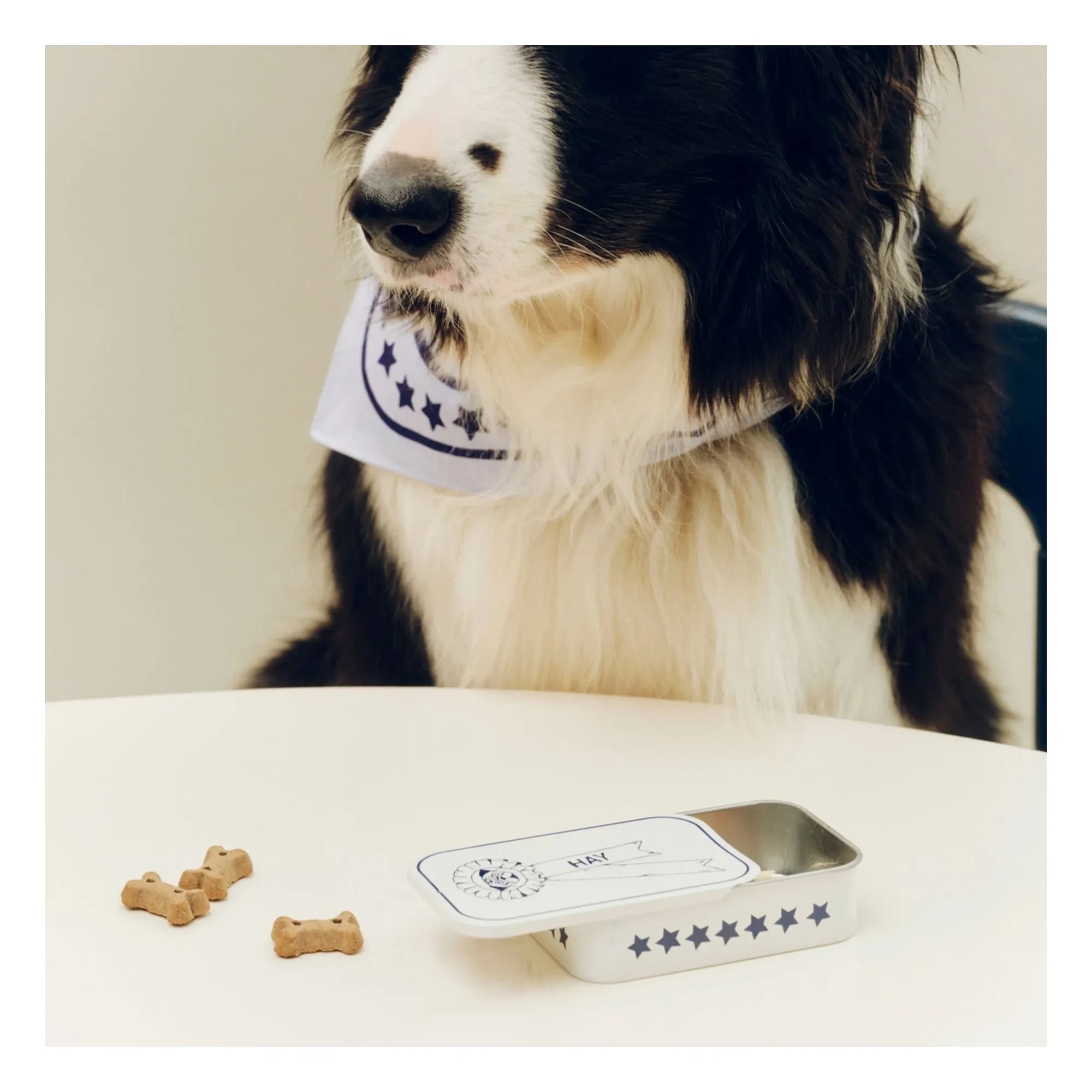 Hay - Hunde-Leckerli-Box | Blau