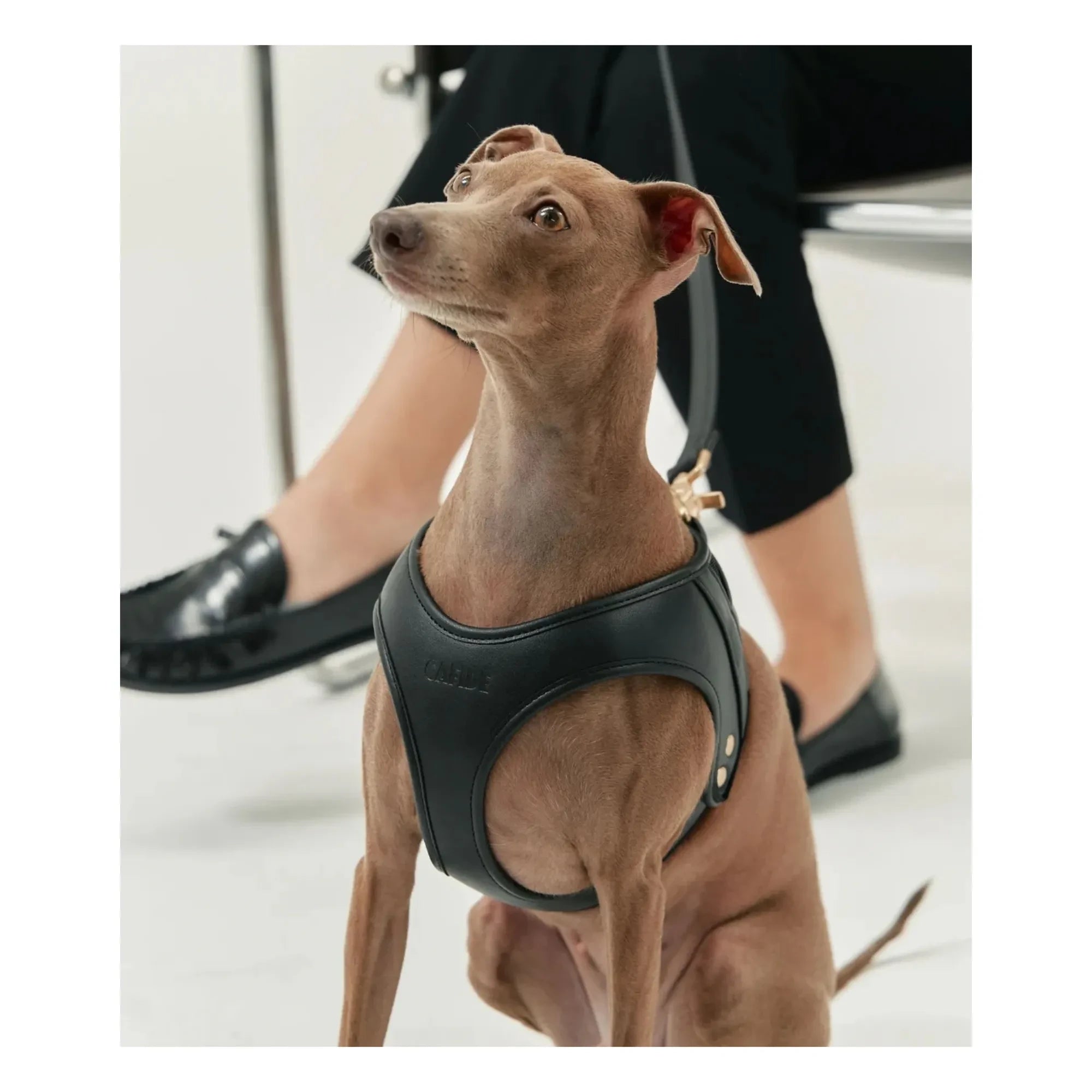Cafide - Veganes Leder Hundehalsband | Schwarz