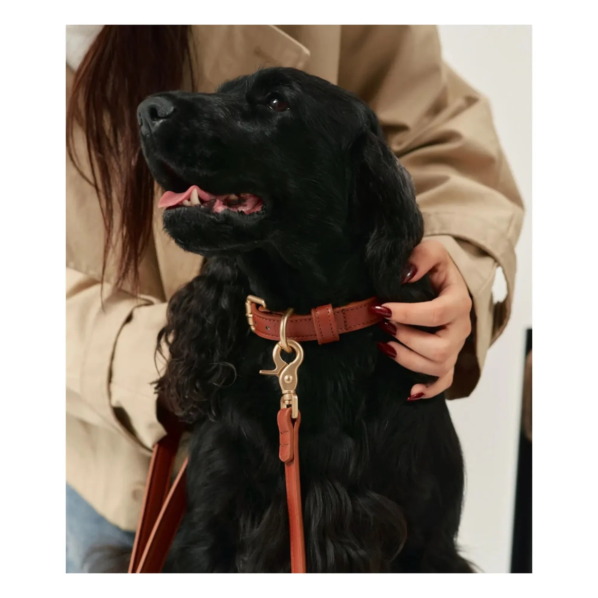 Cafide - Veganes Leder Hundehalsband | Braun