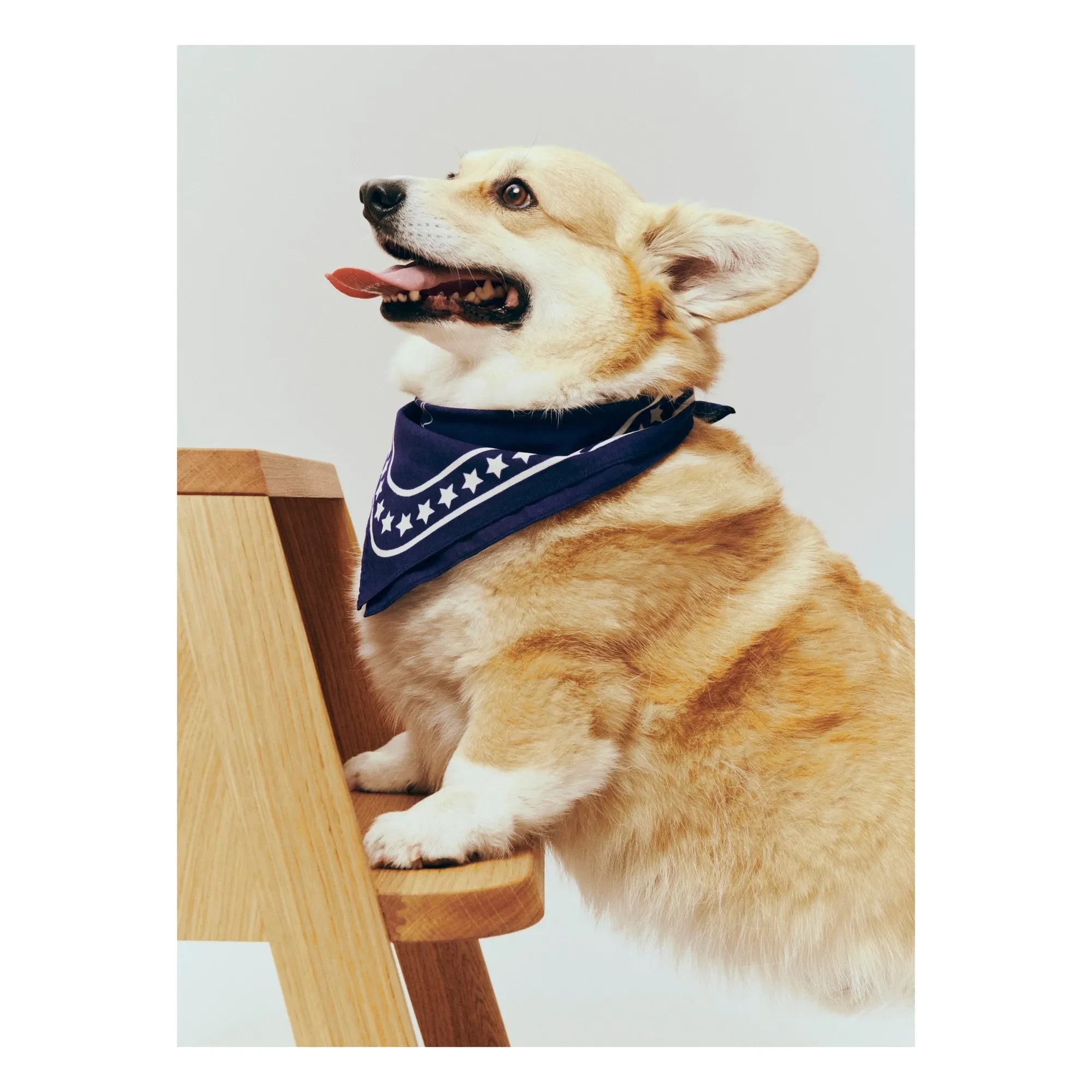 Heu - Hundehalstuch | Blau