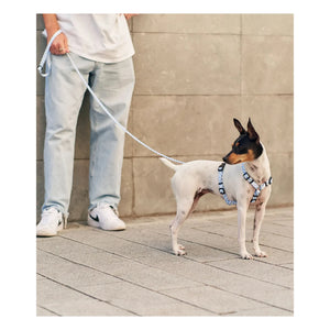 Cafide - Juno Hundehalsband | Hellblau