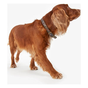 Barbour - Kariertes Hundehalsband | Dunkelbeige Braun