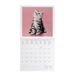 Legami - Kittens 2027 Wall Takvim - 30 x 29 cm