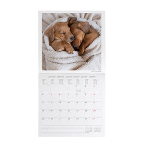 Legami - Puppies 2027 Wall Takvim - 30 x 29 cm