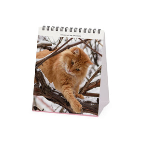 Legami - Katzen 2027 Schreibtischkalender - 12 x 14,5 cm