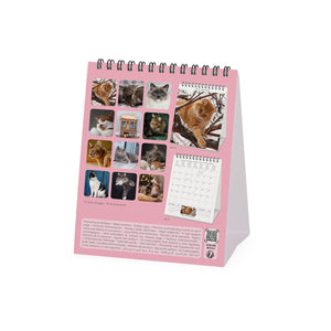 Legami - Katzen 2027 Schreibtischkalender - 12 x 14,5 cm
