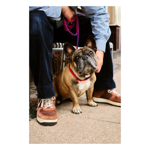 Hay - Verstellbarer Hundehalsband | Blau
