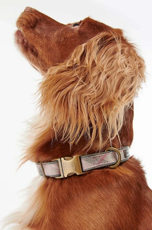 Barbour Köpek Tasması