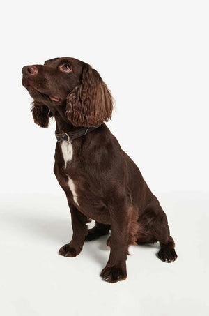 Barbour Köpek Tasması