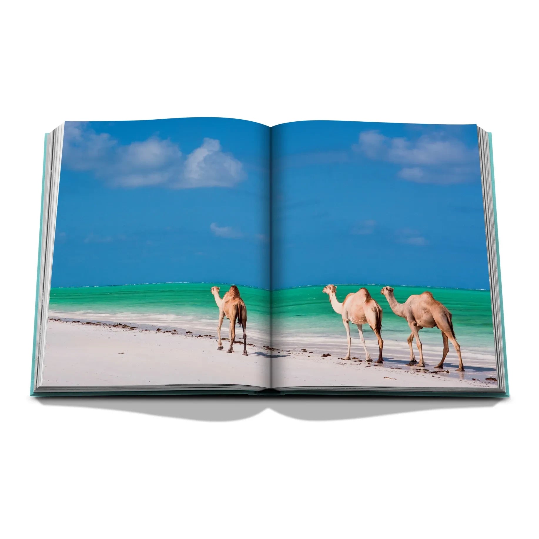 Assouline - Kızıldeniz: Suudi Sahili