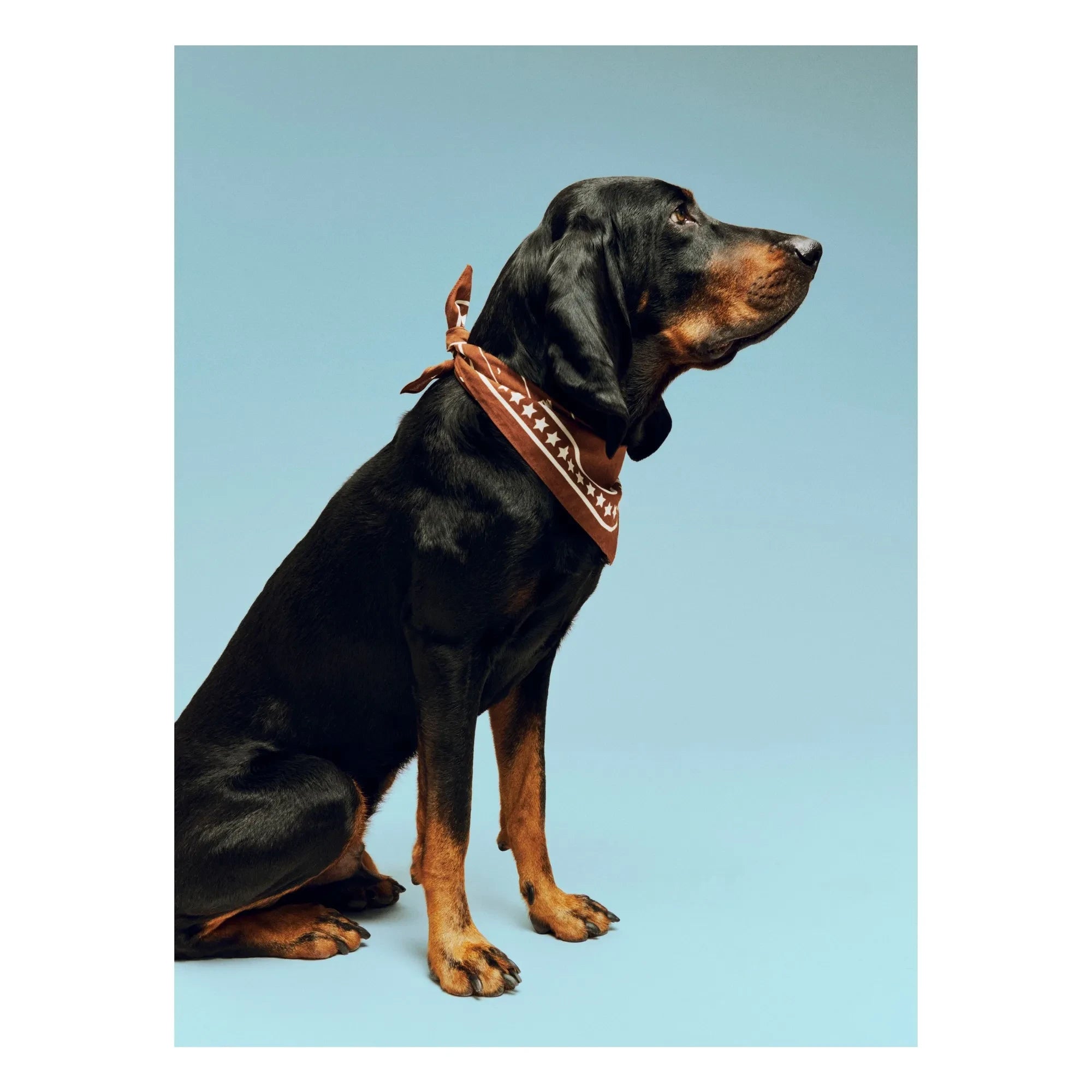 Heu - Hundehalstuch | Braun