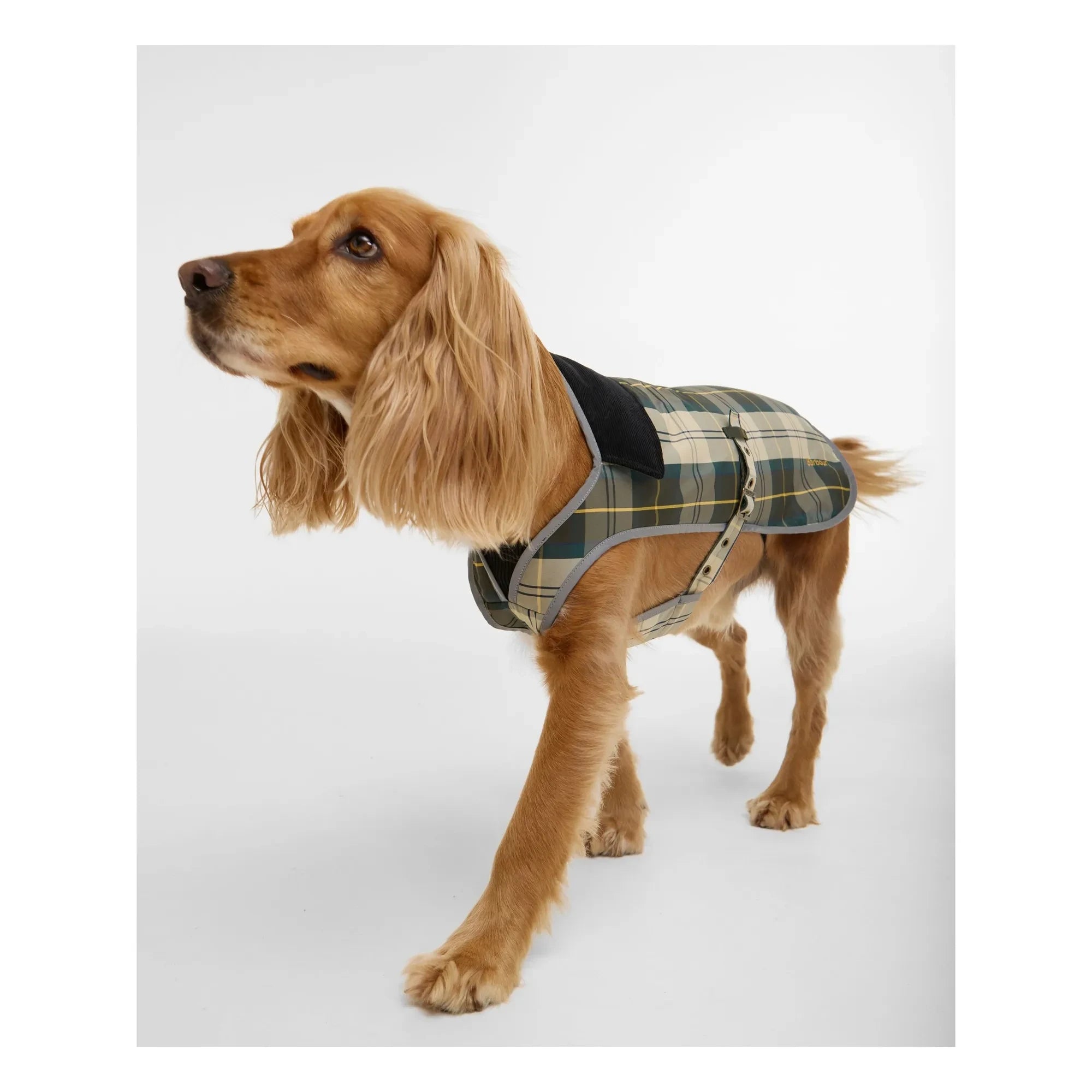 Barbour - Wasserdichte karierte Hundejacke | Beige