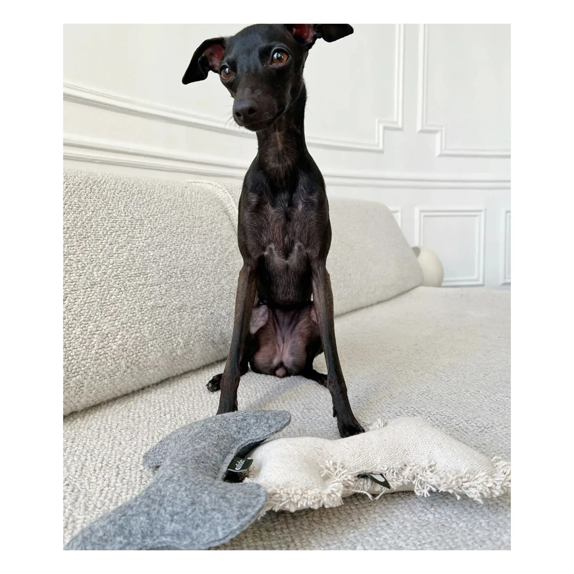 Cafide - Knochen Hundespielzeug | Grau