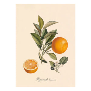 The Dybdahl Co. - Bigarrade mit Krone Poster