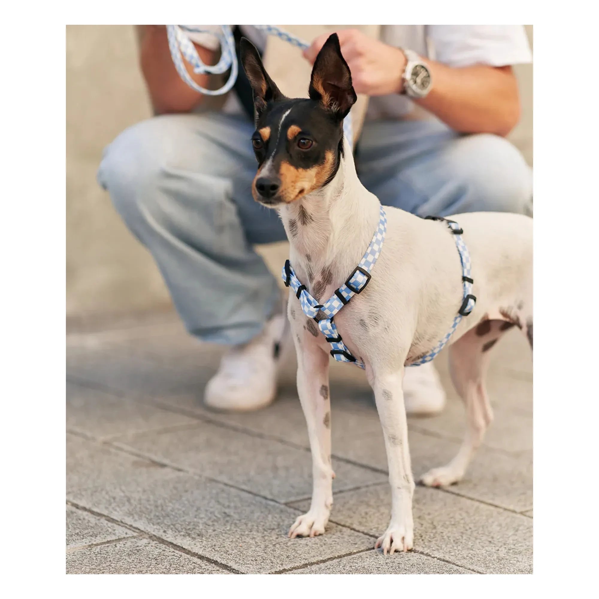 Cafide - Juno Hundegeschirr | Hellblau