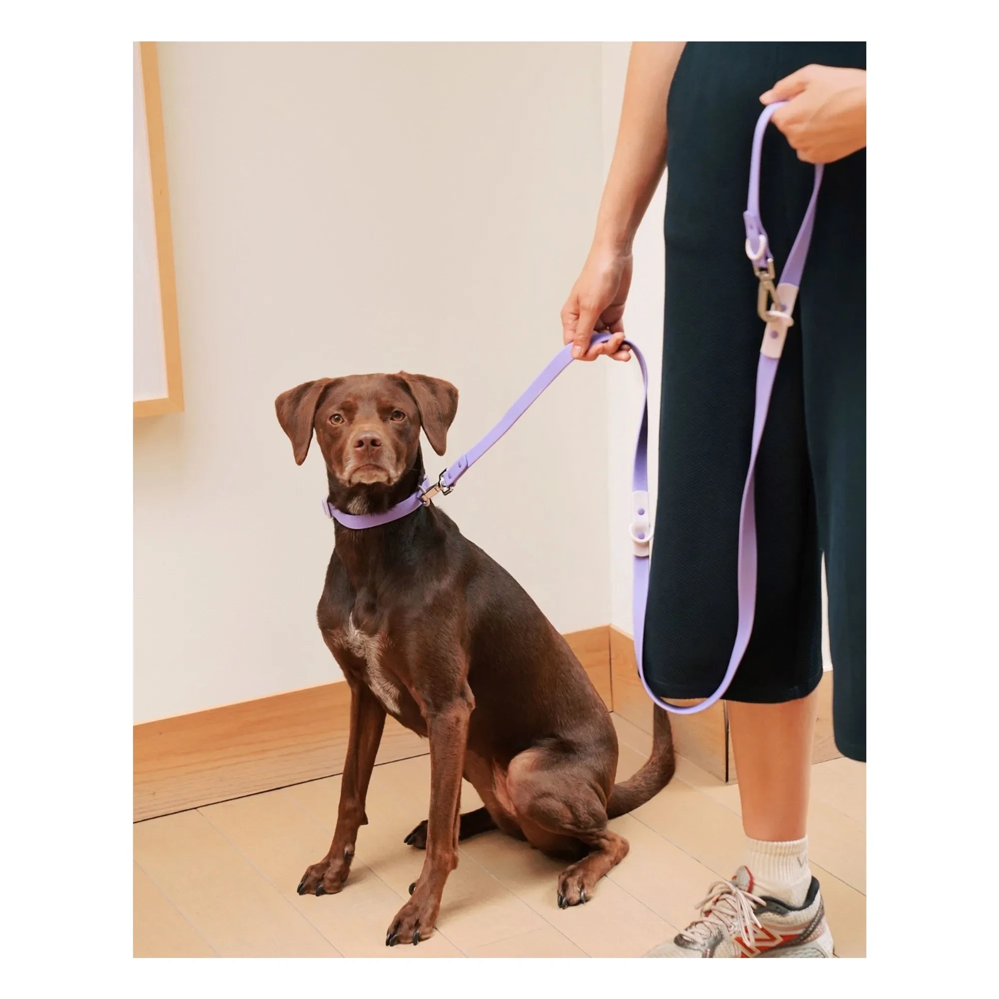 Approved by Fritz - Verstellbares Hundehalsband | Lila