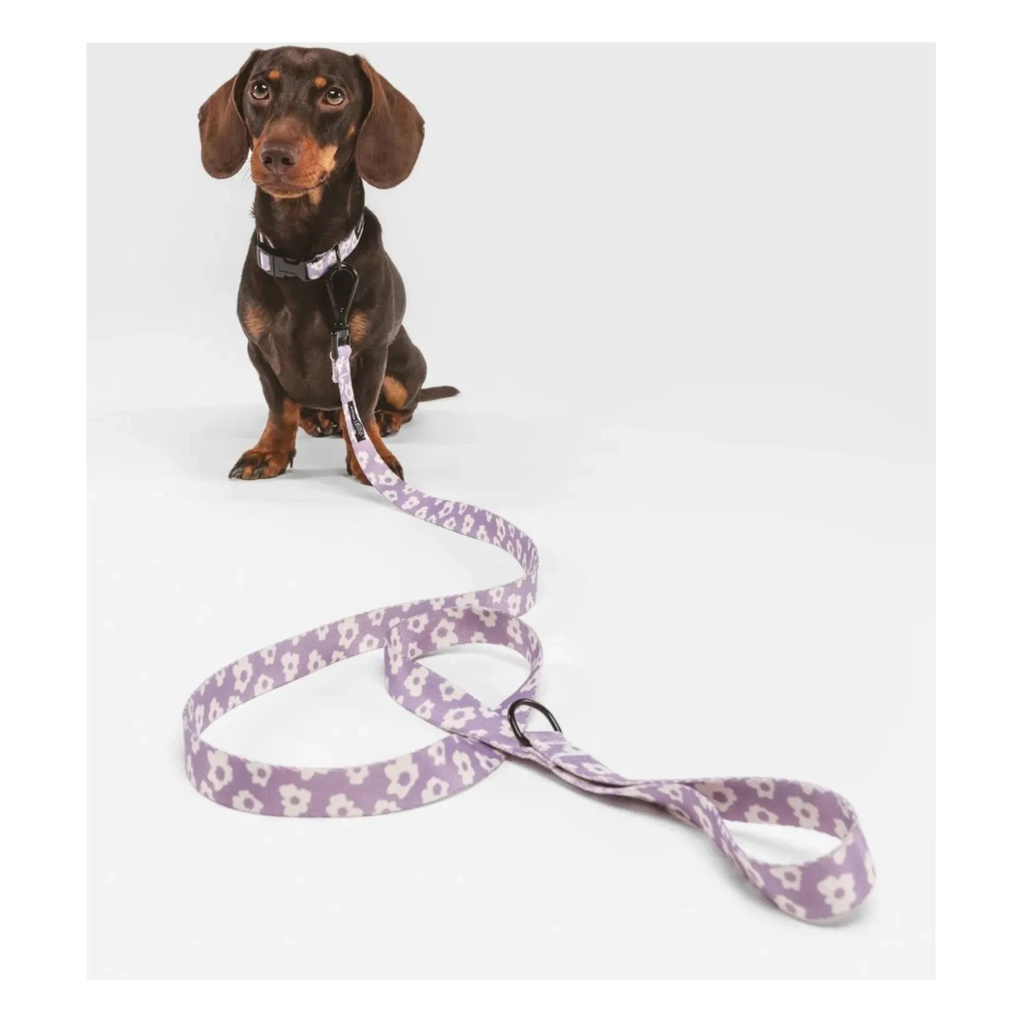 Cafide - Juno Hundehalsband | Flieder