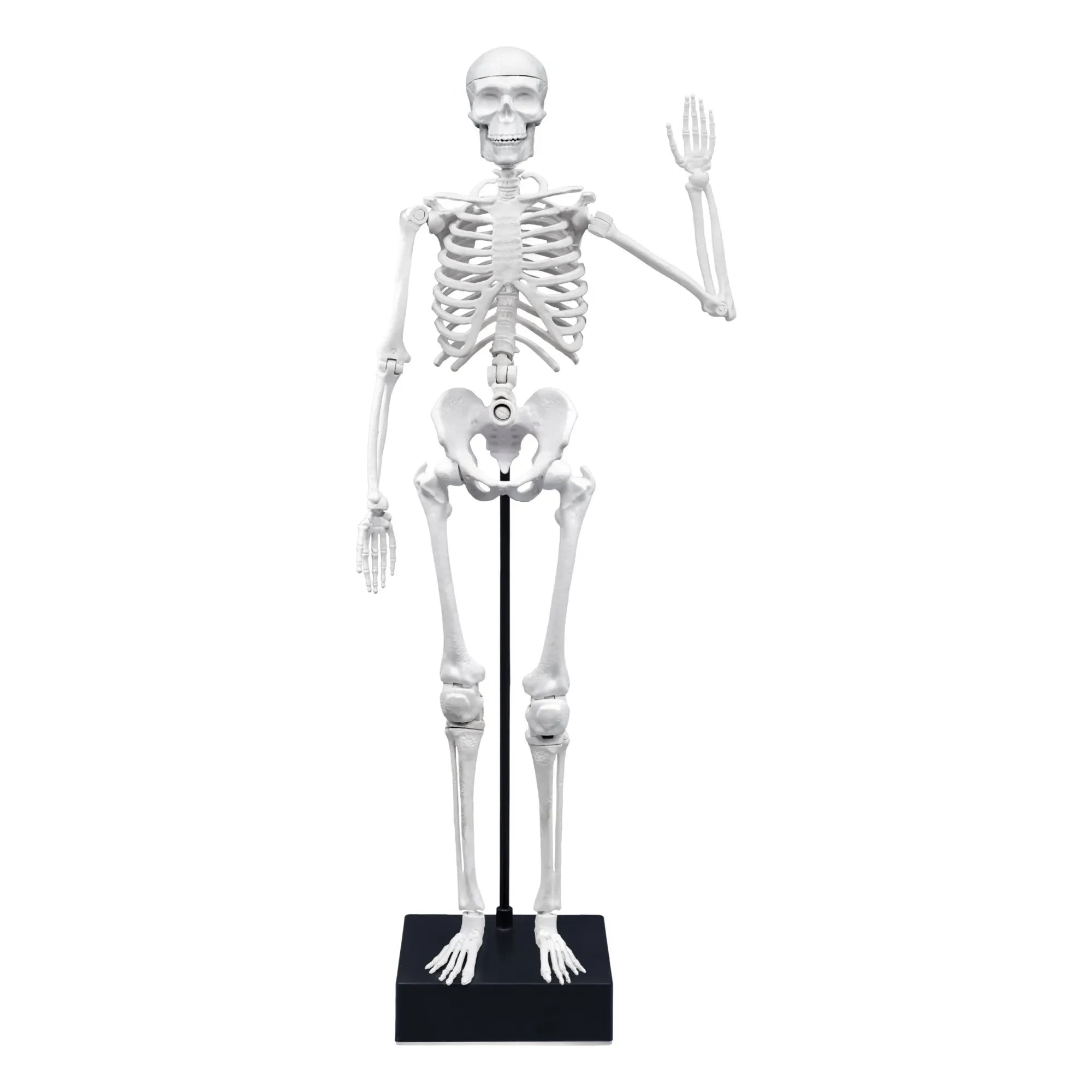 Buki - Skelett 45 cm