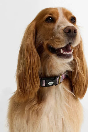 Barbour Köpek Tasması