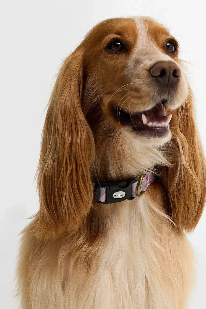 Barbour Köpek Tasması