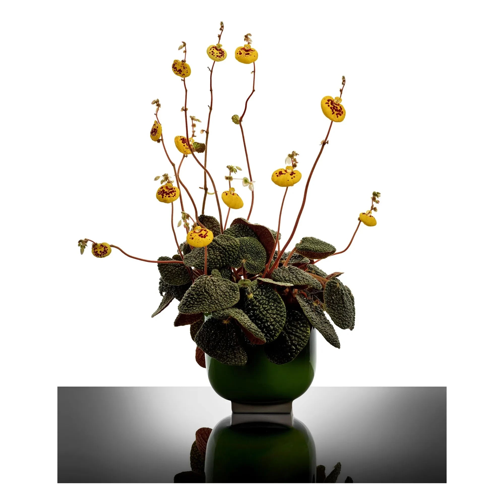Serax - Cache-pot 01, Kris van assche | Yeşil