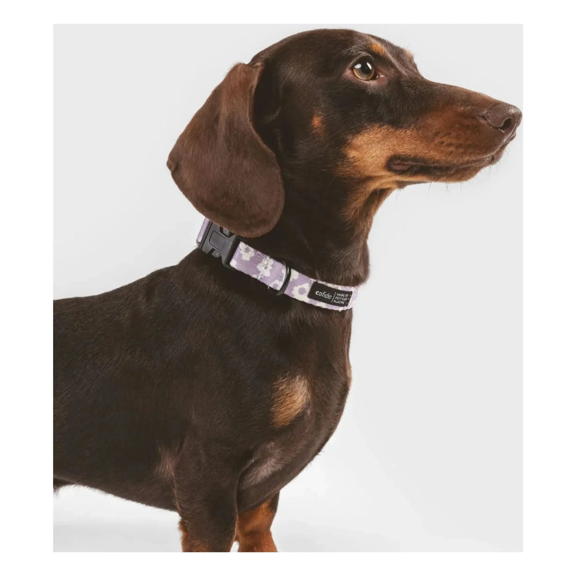 Cafide - Juno Hundehalsband | Lila