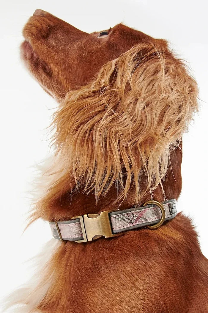 Barbour Köpek Tasması