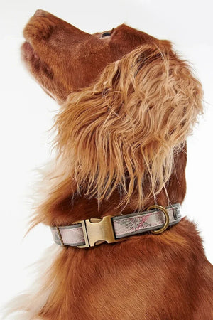 Barbour Köpek Tasması