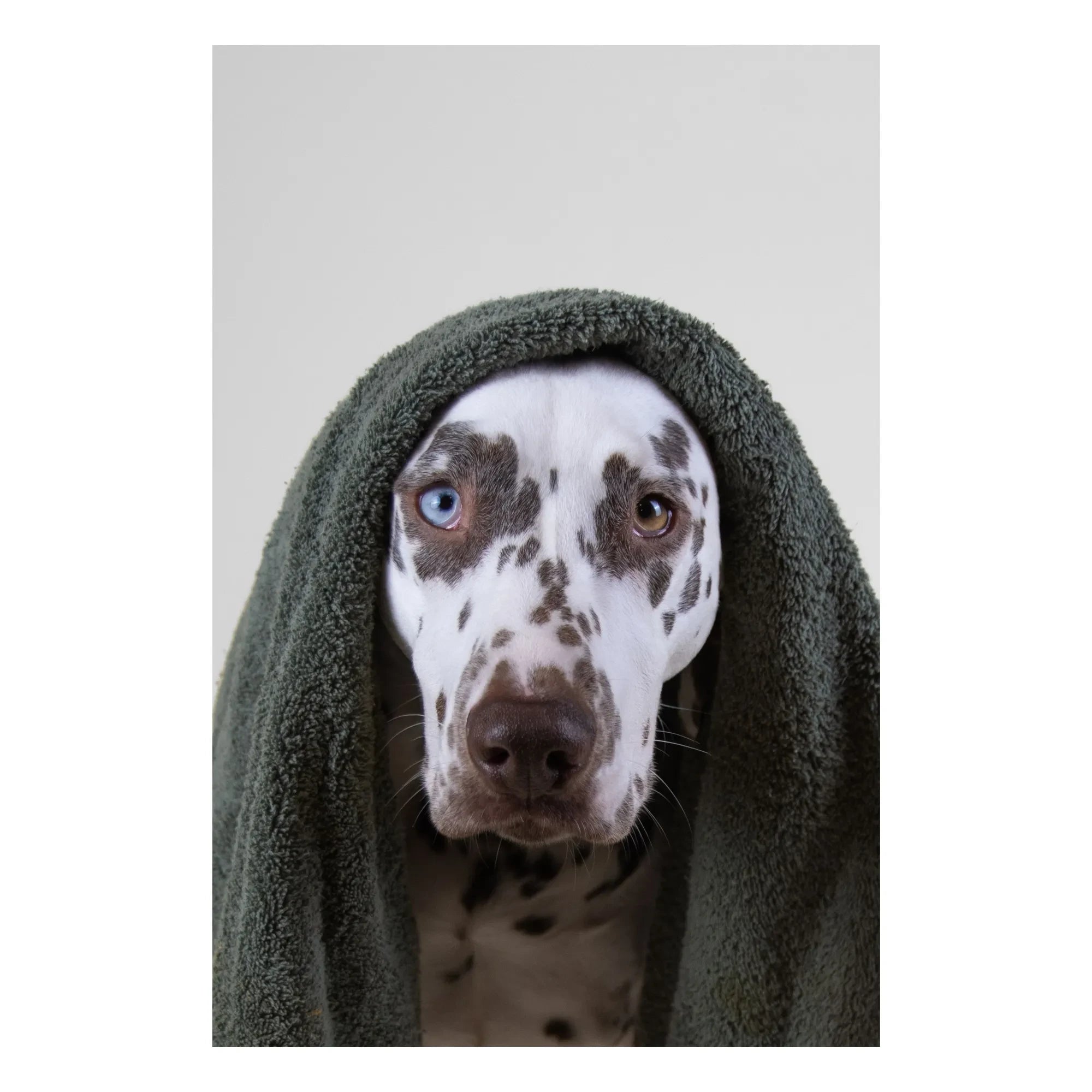 Holidermie - Holidog sulfatfreies Hundeshampoo - 480 ml
