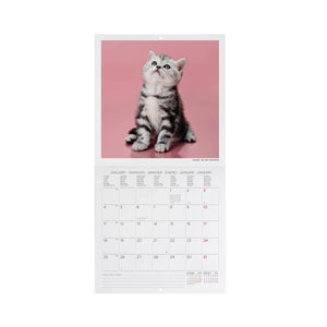 Legami - Kittens 2027 Wall Takvim - 18 x 18 cm