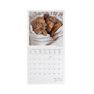 Legami - Puppies 2027 Wall Takvim - 18 x 18 cm