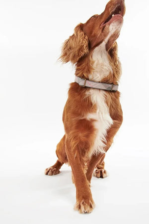Barbour Köpek Tasması