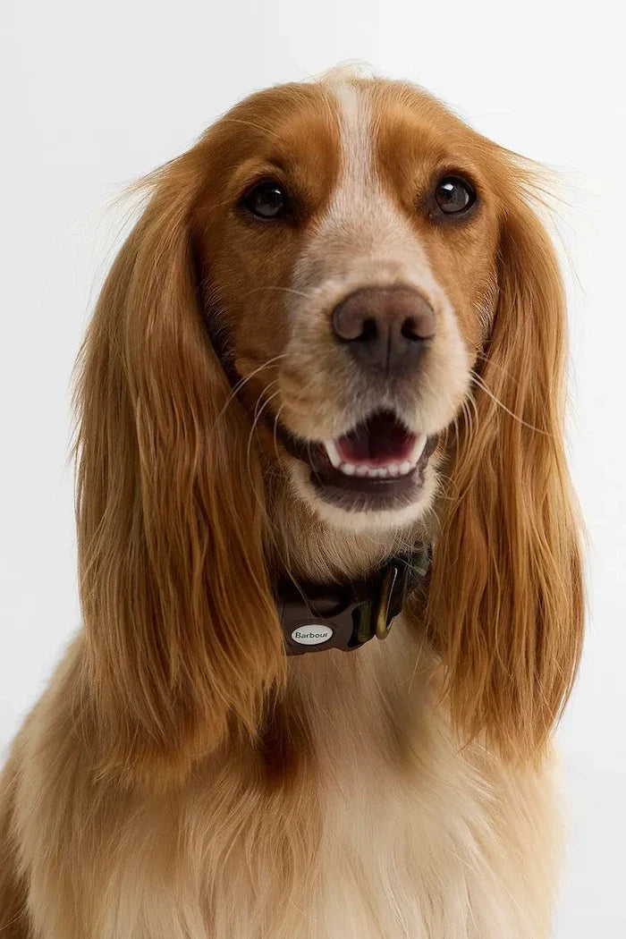 Barbour Köpek Tasması