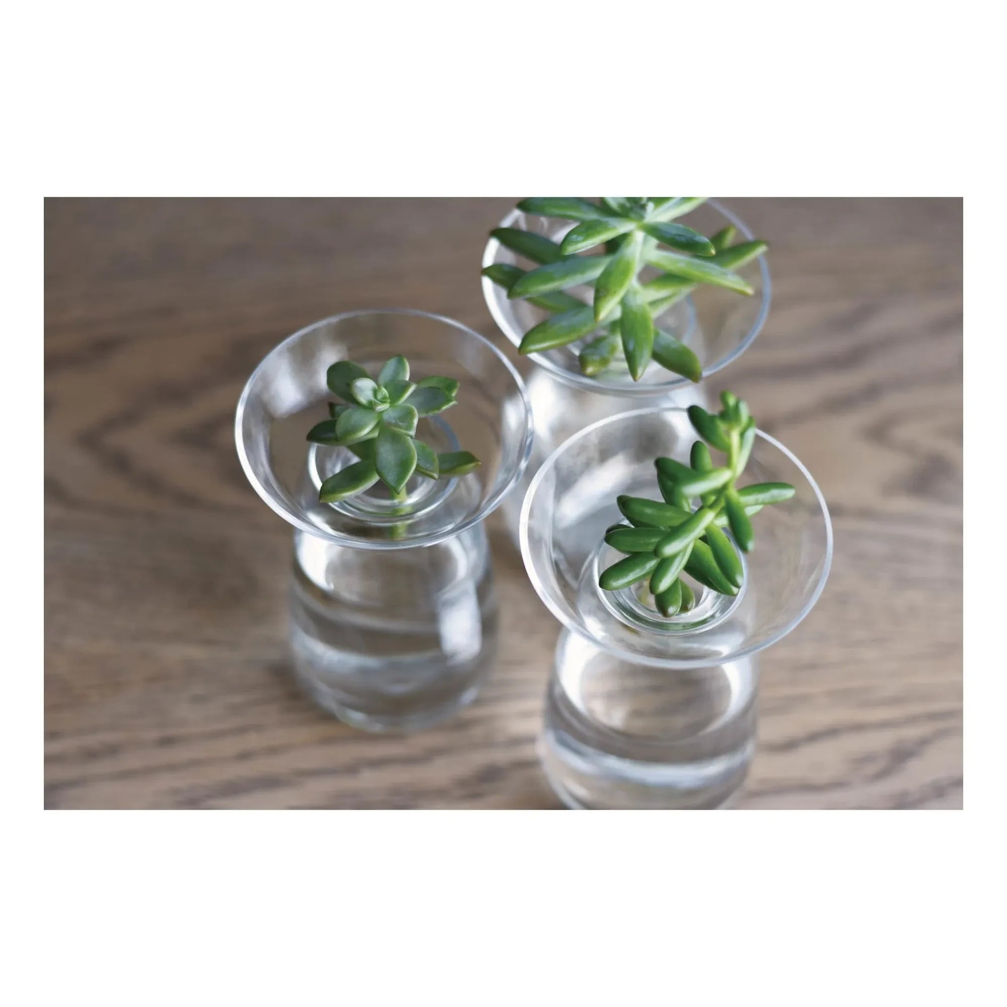 Kinto - Glasvase für Wasserpflanzen | Transparent