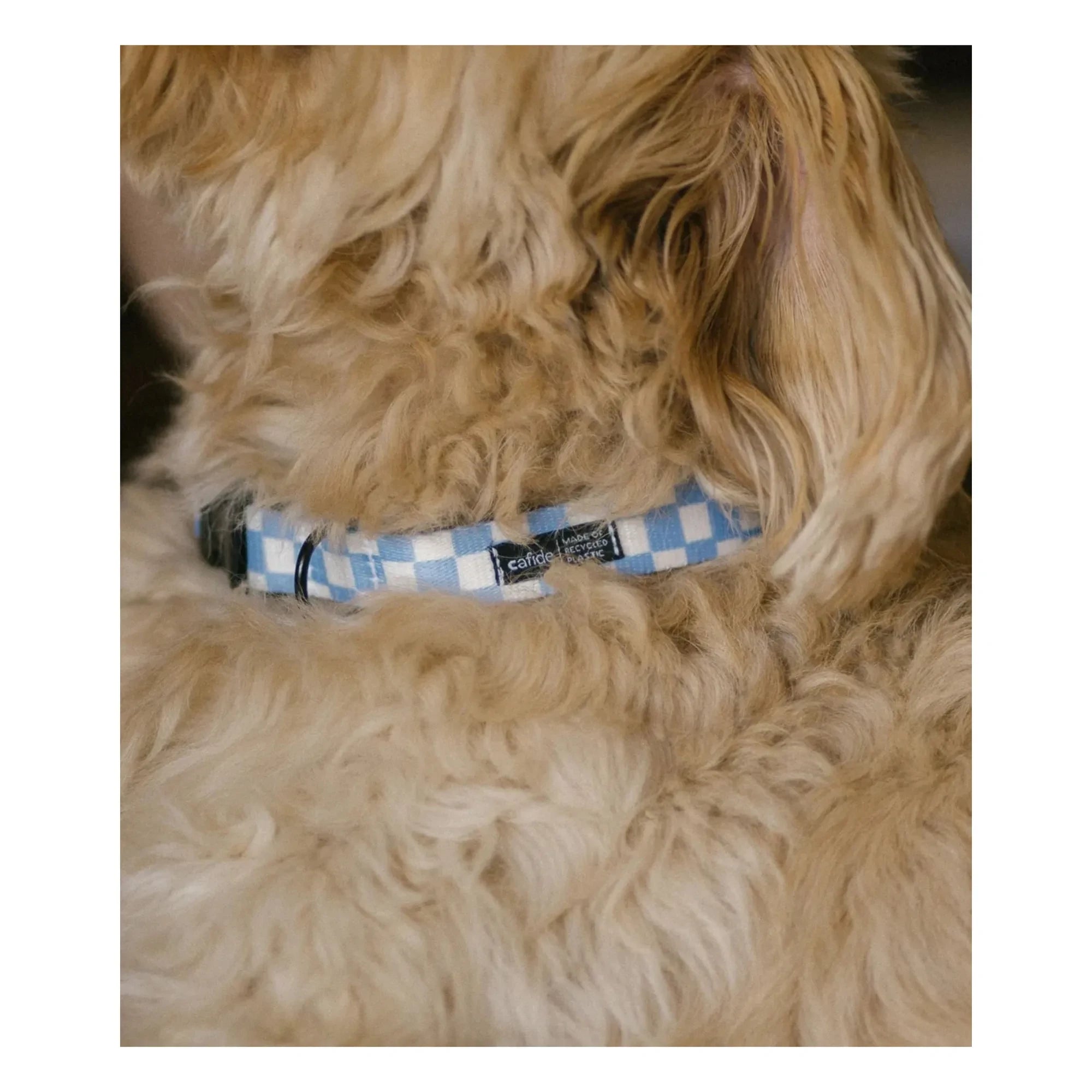 Cafide - Juno Hundehalsband | Hellblau