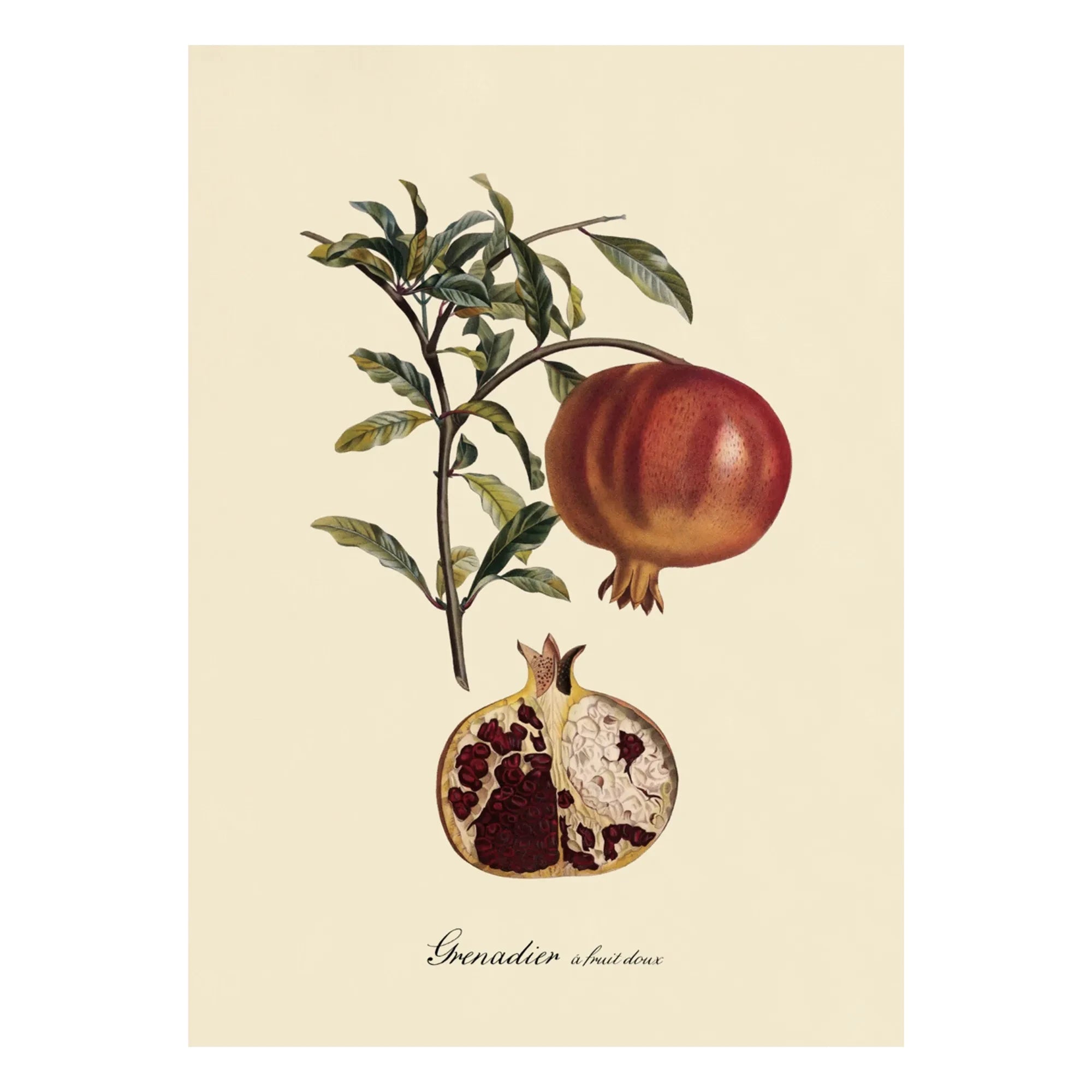 The Dybdahl Co. - Sweet Fruity Grenadier Poster