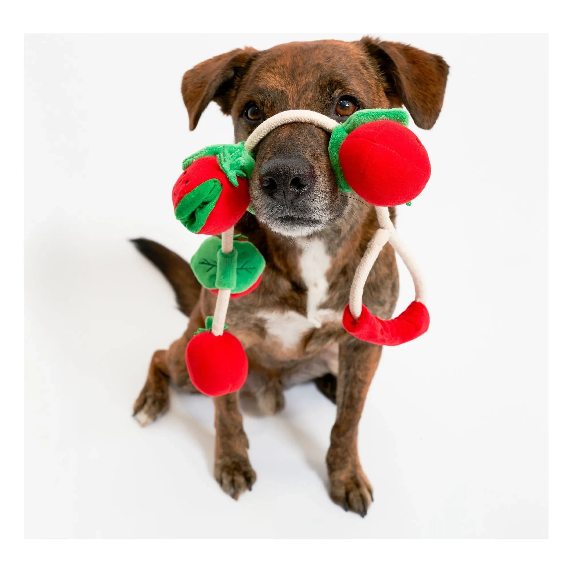 The Furry Folks - Kirschtomate Kratzspielzeug | Tomatenrot