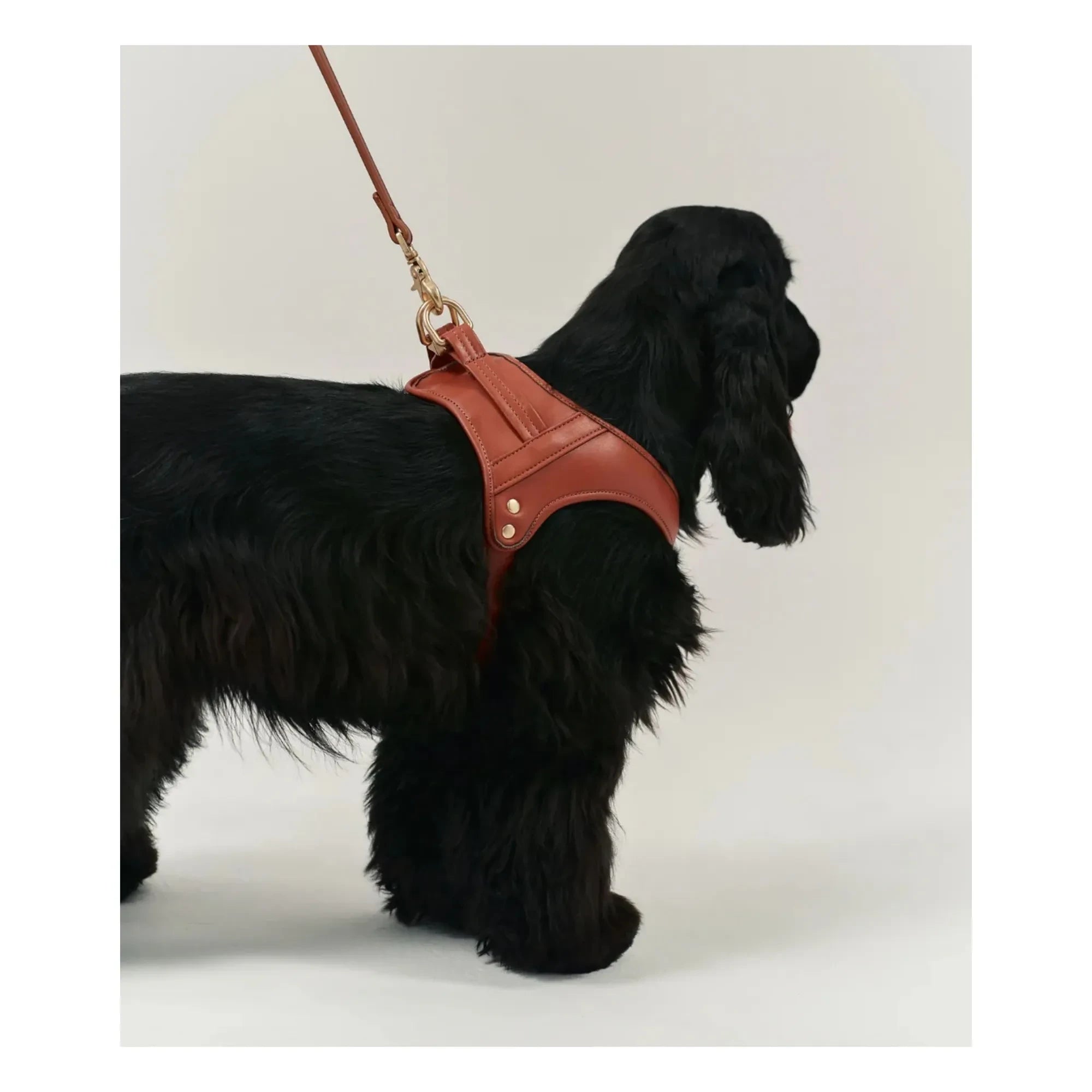Cafide - Veganes Leder Hundegeschirr | Braun