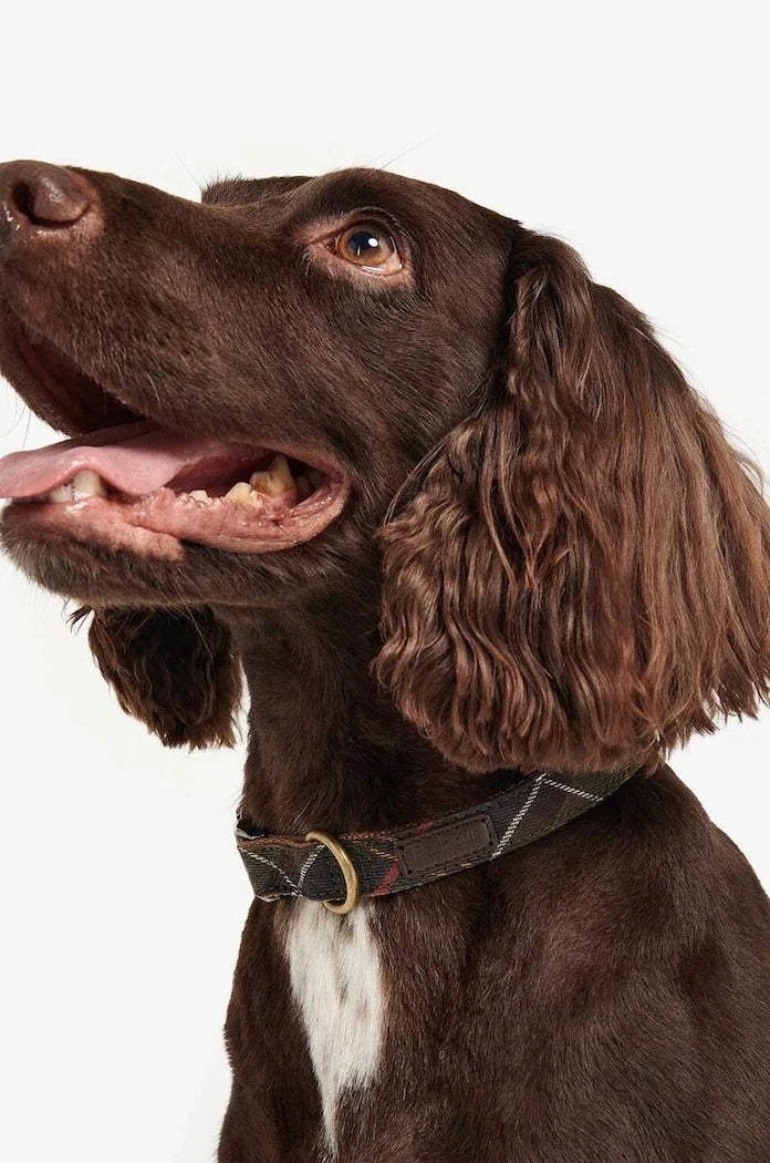 Barbour Köpek Tasması