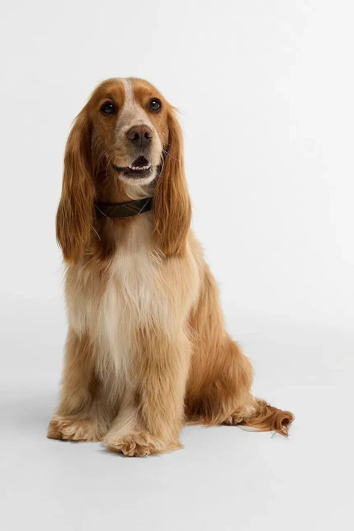 Barbour köpek
