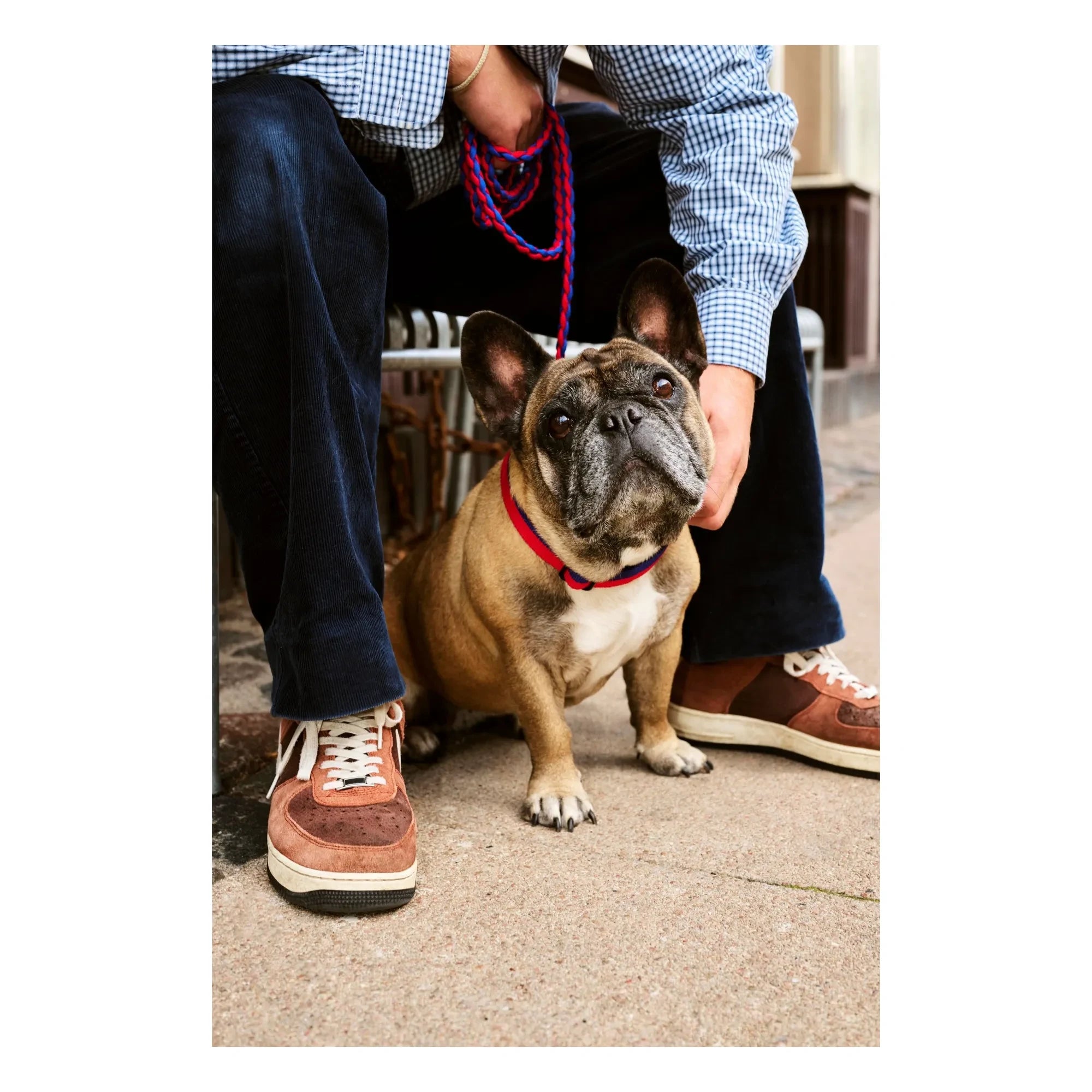 Hay - Verstellbarer Hundehalsband | Blau
