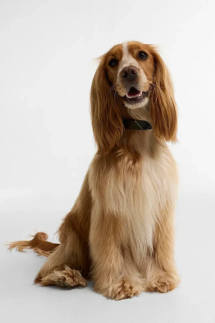 Barbour Köpek Tasması