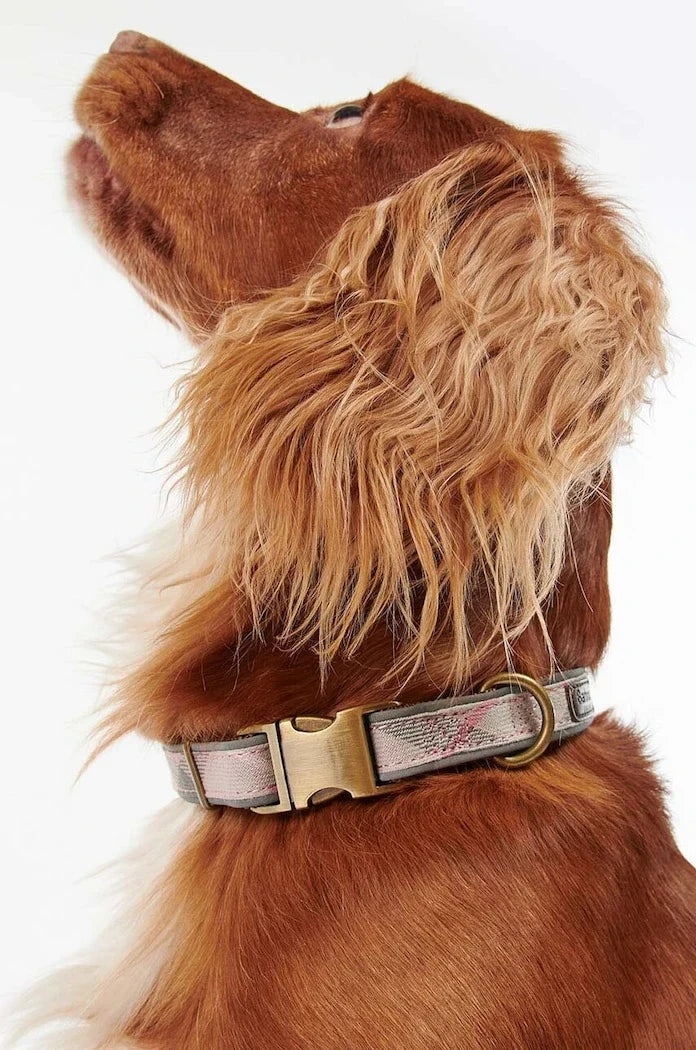 Barbour Köpek Tasması